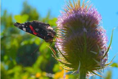 <i>Vanessa atalanta</i>