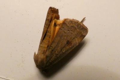 <i>Noctua comes</i>