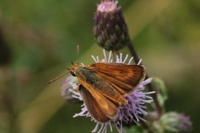 <i>Thymelicus acteon</i>