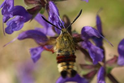 <i>Hemaris fuciformis</i>