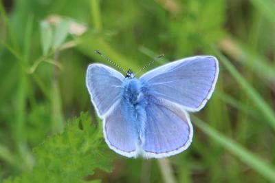 <i>Polyommatus icarus</i>