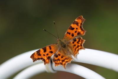 <i>Polygonia c-album</i>