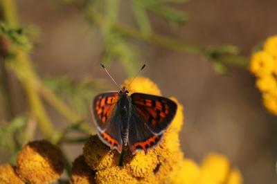 <i>Lycaena phlaeas</i>