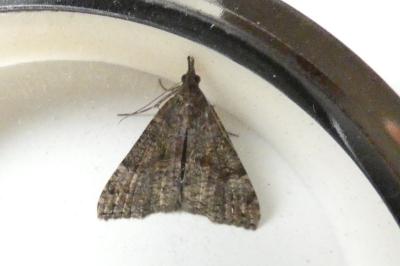 <i>Hypena obsitalis</i>
