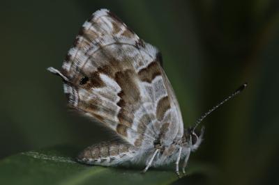 <i>Cacyreus marshalli</i>
