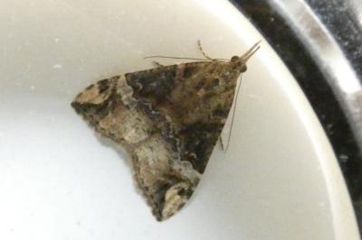 <i>Hypena obsitalis</i>