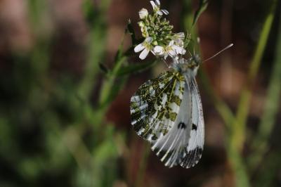 <i>Anthocharis cardamines</i>