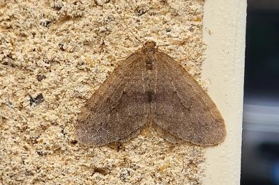<i>Operophtera brumata</i>