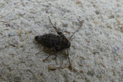 <i>Operophtera brumata</i>