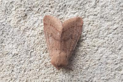 <i>Orthosia cerasi</i>