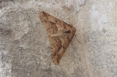 <i>Erannis defoliaria</i>