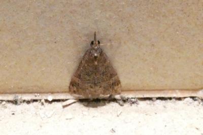<i>Hypena obsitalis</i>