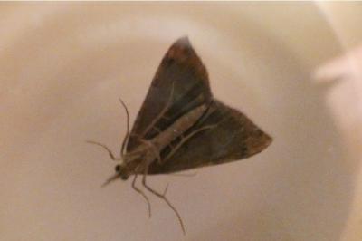 <i>Hypena obsitalis</i>