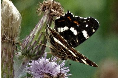 <i>Araschnia levana</i>
