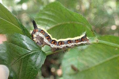 <i>Acronicta psi</i>