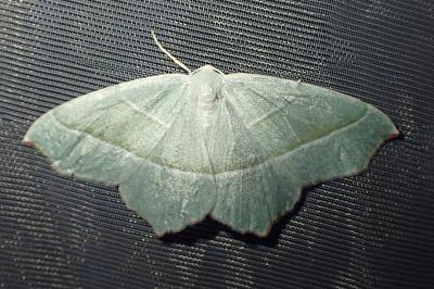 <i>Campaea margaritaria</i>