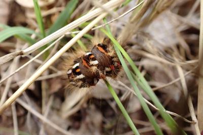 <i>Acronicta rumicis</i>