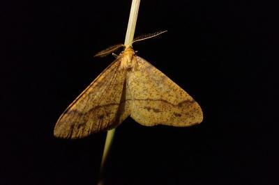 <i>Phigaliohybernia aurantiaria</i>