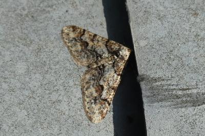<i>Agriopis leucophaearia</i>