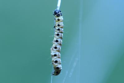 <i>Yponomeuta</i>