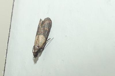 <i>Plodia interpunctella</i>