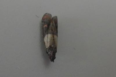 <i>Plodia interpunctella</i>