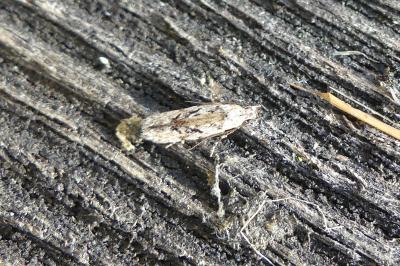 <i>Carpatolechia decorella</i>