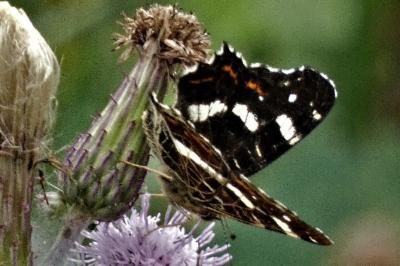 <i>Araschnia levana</i>