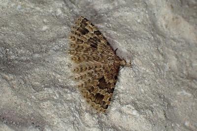 <i>Alucita hexadactyla</i>