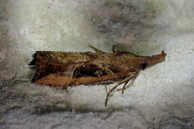 <i>Hypena rostralis</i>