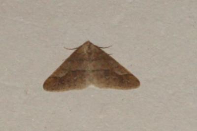 <i>Phigaliohybernia marginaria</i>