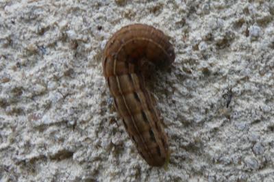 <i>Noctua pronuba</i>