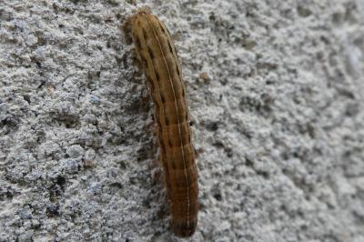 <i>Noctua pronuba</i>