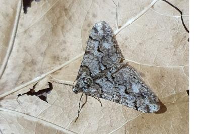 <i>Agriopis leucophaearia</i>