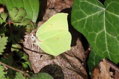 <i>Gonepteryx rhamni</i>
