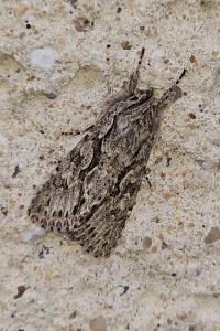 <i>Xylocampa areola</i>