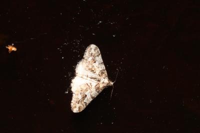 <i>Agriopis leucophaearia</i>