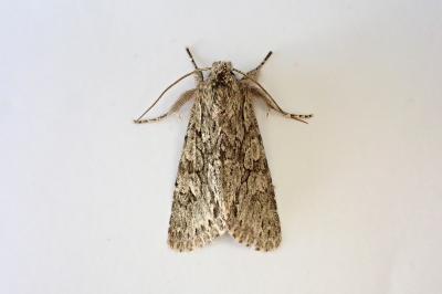 <i>Xylocampa areola</i>