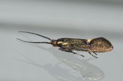 <i>Esperia sulphurella</i>