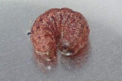 <i>Noctua fimbriata</i>