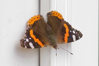 <i>Vanessa atalanta</i>