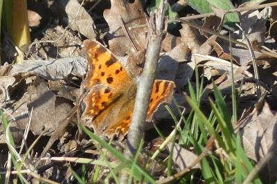 <i>Polygonia c-album</i>