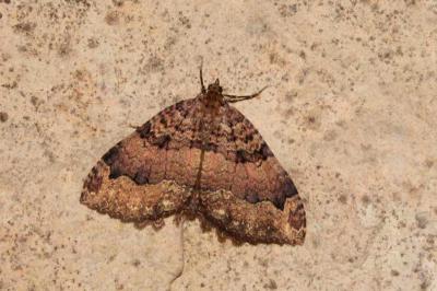 <i>Triphosa dubitata</i>