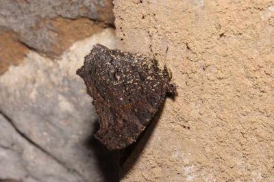 <i>Aglais io</i>