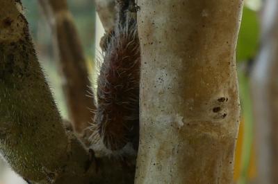 <i>Cacyreus marshalli</i>
