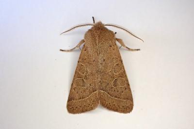 <i>Orthosia cerasi</i>