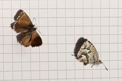 <i>Cacyreus marshalli</i>