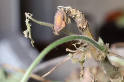 <i>Cacyreus marshalli</i>