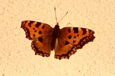 <i>Nymphalis polychloros</i>