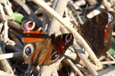 <i>Aglais io</i>